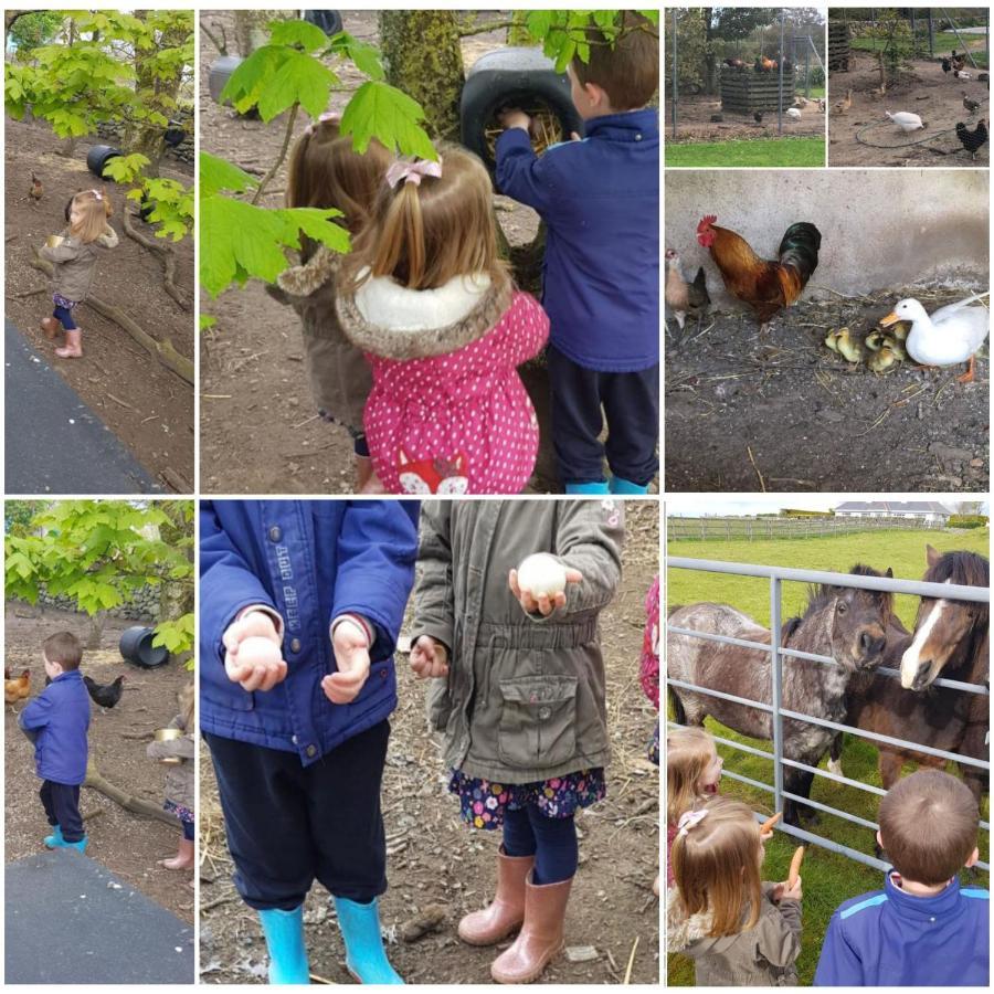 Ross Beach Family Farmhouse B&B Killala エクステリア 写真